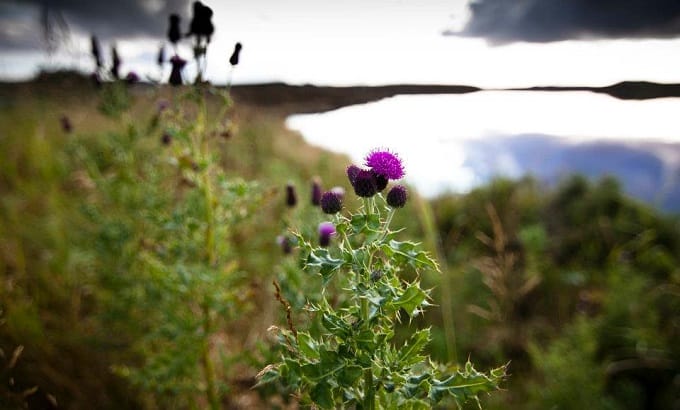Flower of Scotland by a Lewis loch