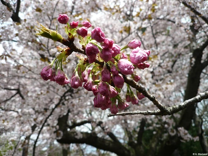 Botanic Gardens and Other Places to See Cherry Blossoms in NYC