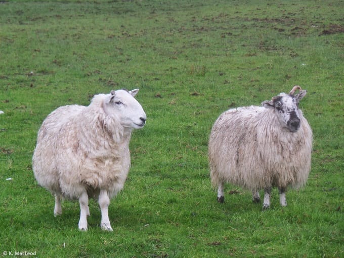 Sheep on a Lewis croft at Air an Lot
