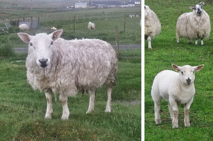 Sheep at Air an Lot, Isle of Lewis