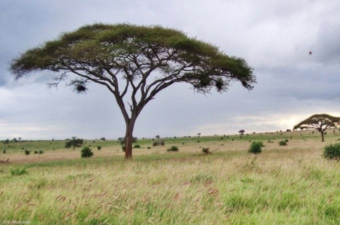 Umbrella tree seen on safari in Tsavo West