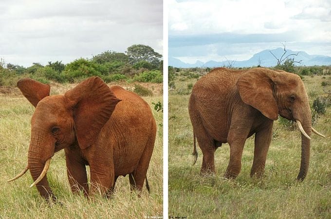 Elephants in Tsavo East, Kenya