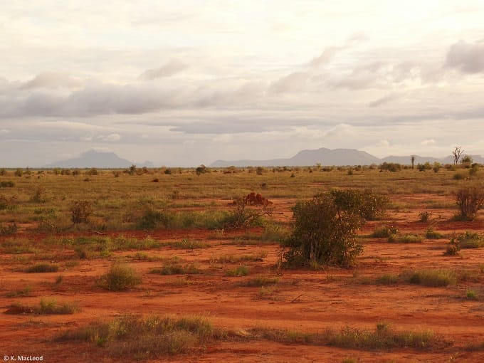 Red earth of Tsavo East, seen during a Kenyan safari