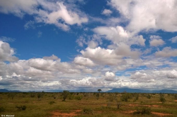 View of the savannah on a Kenyan safari