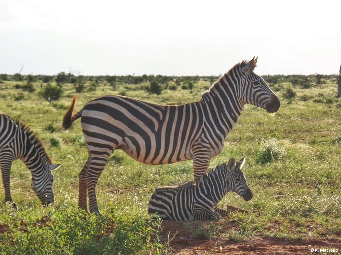 Zebra parent and child in Tsavo East