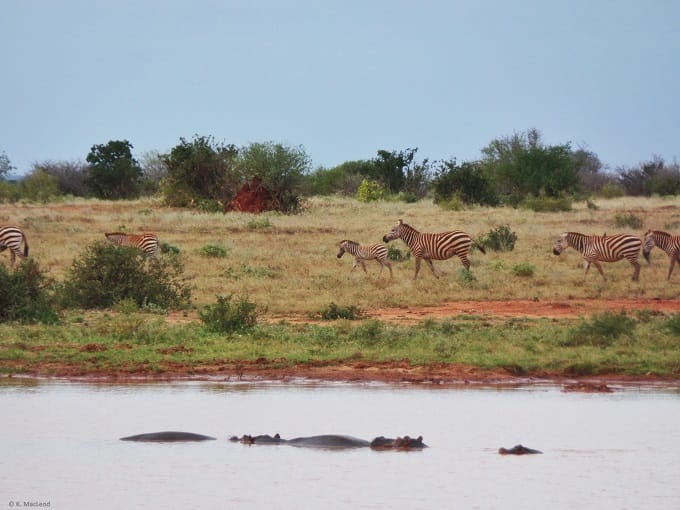 Zebras and hippos Tsavo East