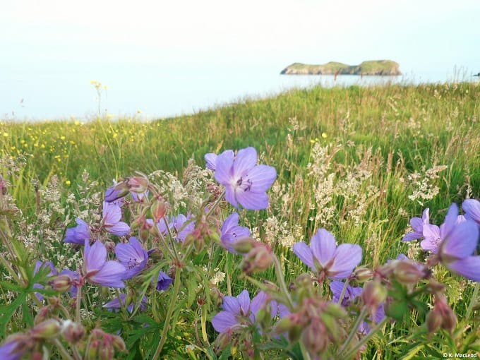 Summer flowers at Bayble Beach, Isle of Lewis