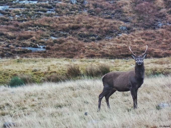 Deer in the Outer Hebrides