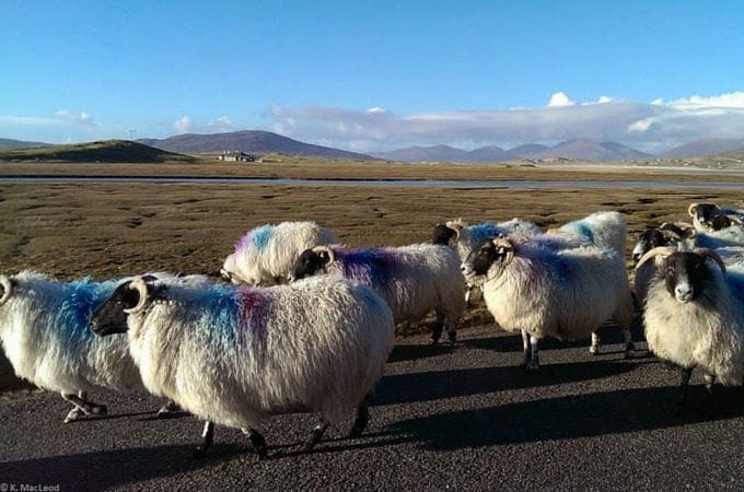Sheep traffic jam near Seilebost, Isle of Harris