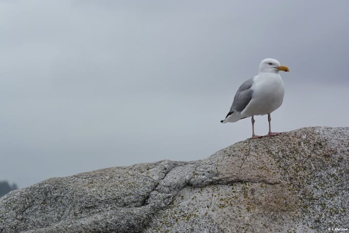 A watchful seagull in Bar Harbour