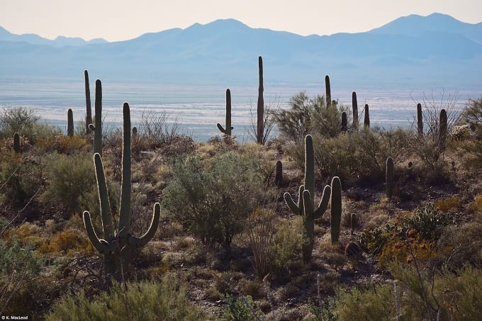 Cacti and mountains in the Sonoran Desert