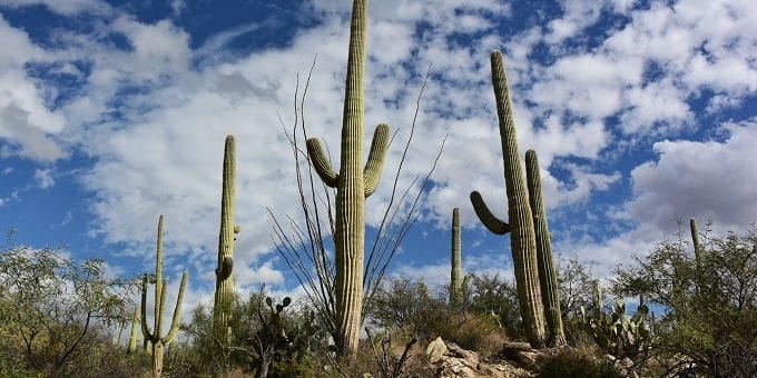 Saguaro cacti against a blue sky