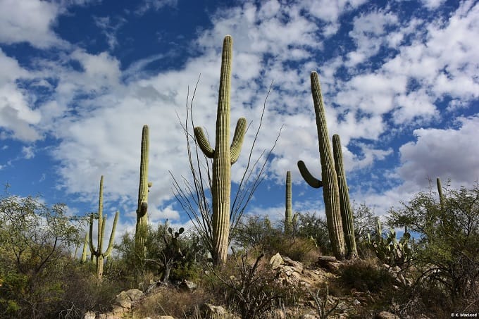 Saguaro cacti against a blue sky
