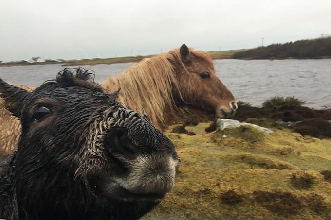 Loch Skipport ponies, South Uist