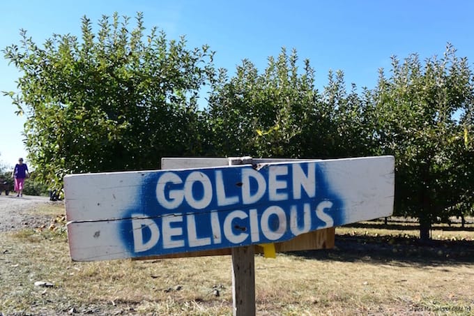 Apple orchard sign