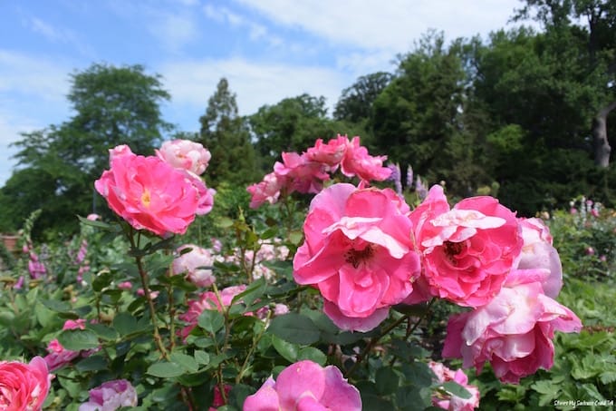 Morris Arboretum Roses