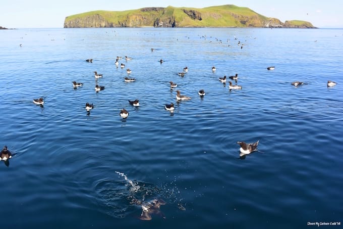 Guillemots diving at the Shiants