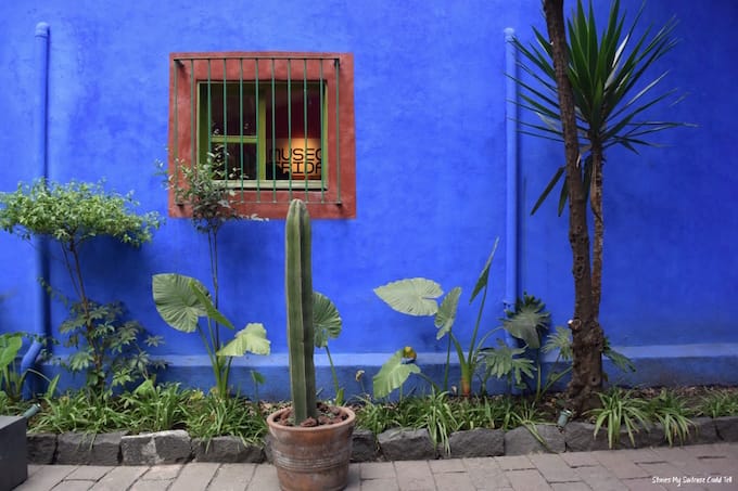 Blue wall and cactus Mexico City