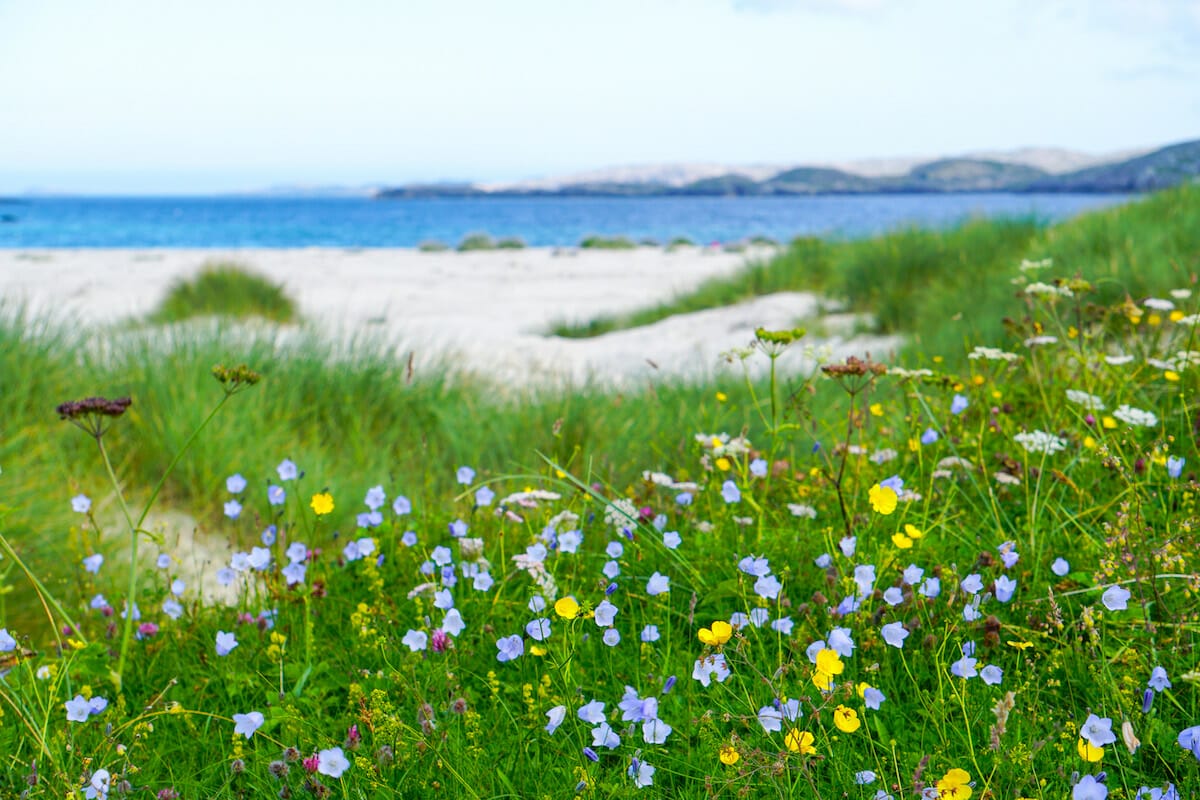 Machair flowers Outer Hebrides