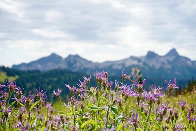 Mount Rainier wildflowers