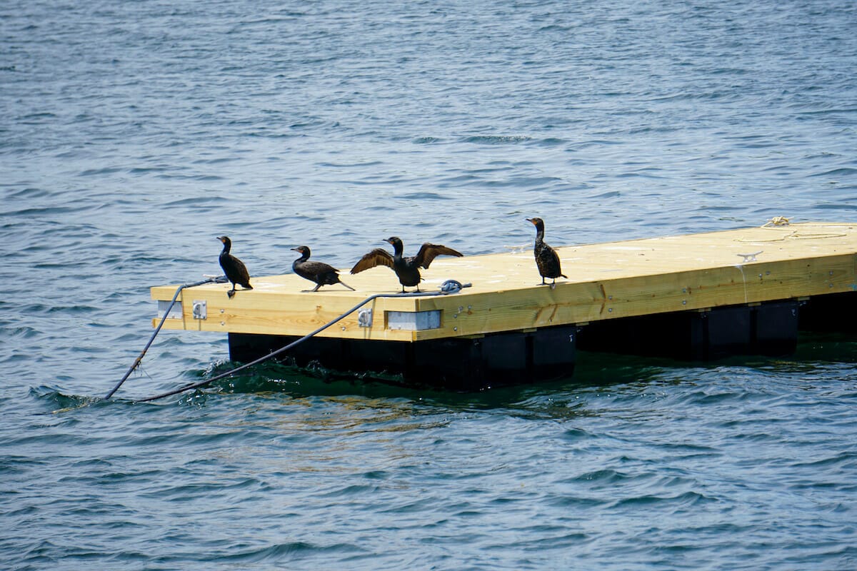Cormorants Boothbay Harbor Maine